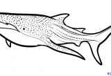 Easy Drawings Shark Pin by Jenny butterfield On Art Drawings Animal Drawings Shark