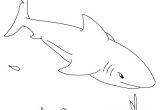 Easy Drawings Shark Step by Step for How to Draw A Shark Kid Crafts Drawings