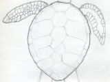 Easy Drawings Turtle 27 Best Sea Turtle Drawings Images Sea Turtles Sea Turtle Art
