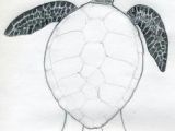 Easy Drawings Turtle How to Draw A Turtle Campcare In 2018 Pinterest Drawings