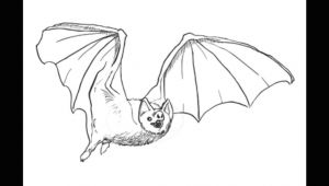 Easy How to Draw A Bat How to Draw A Bat Step by Step Drawings Draw A Bat