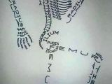 Easy How to Draw A Skeleton Pin by Clara Carbajal On Good to Know Nursing Students