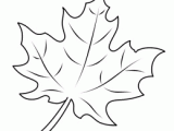 Easy Maple Leaf Drawing 11 Breathtaking Draw People Cartoon Realistic Ideas