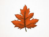 Easy Maple Leaf Drawing How to Draw A Maple Leaf 10 Steps with Pictures Wikihow