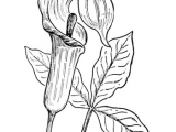 Easy to Draw Plants How to Draw Jack In the Pulpit Plant Flower Step by Step