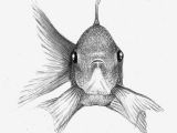 Easy Way to Draw A Fish Fish Sketch On Behance Fish Sketch Animal Sketches Easy