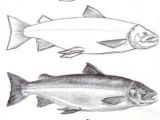 Easy Way to Draw A Fish How to Draw A Salmon Howtofish Fish Drawings Salmon