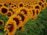 Field Of Yellow Flowers Drawing 908 Best Dod N N D D D Images On Pinterest Drawing Ideas Kitty Cats and