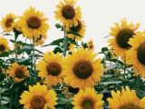 Field Of Yellow Flowers Drawing Sunflowers for Summer iPhonebackgrounds Sunny In 2019 Pinterest