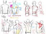 Figure Drawing Reference Tumblr 79 Best Male Anatomy Reference Images Figure Drawing Body