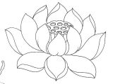 Flowers Drawing In Hindi Lotus Flower Drawing Outline at Living Room In 2019 Flower