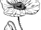 Flowers Drawing Name 27 Natural Poppy Flower Drawing Helpsite Us