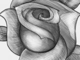 Free Drawing Of A Rose How to Sketch A Rose Step by Step Sketch Drawing Technique Free