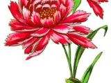 Graphic Drawings Of Flowers Flower Drawings Things I Love Pinterest Drawings Flowers and