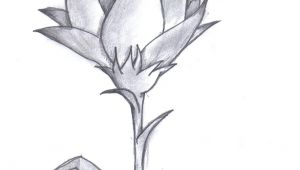 Graphite Drawing Flowers Pencil Drawing Of A Flower Amazing Pencil Drawings Flowers