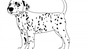 Guided Drawing Of A Dog Learn How to Draw A Dalmatian Dog Dogs Step by Step Drawing