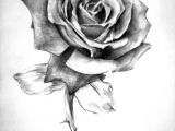 Hand Drawing Rose Flowers Pencil Drawing Rose with Shading This Image is More order as the