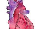 Heart Drawing Watercolor Have A Heart Signed Archival Anatomical Heart Illustration Fine Art