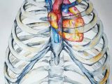 Heart Drawing Watercolor Watercolour Anatomy Art Heart In Ribcage Crtezi Pinterest