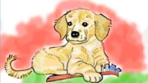 How to Draw A Golden Retriever Face Easy How to Draw A Golden Retriever Puppy