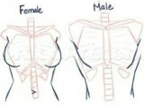 How to Draw Anime Girl Body Step by Step Includes Skeletal Structure Guy Drawing Drawings Drawing