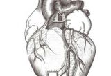 Human Heart Drawing Easy 1599 Best Anatomical Heart Images In 2020 Anatomical Heart