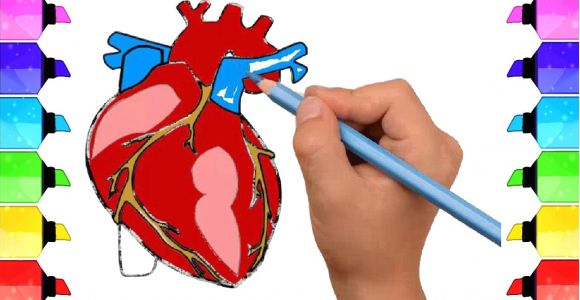 Human Heart Drawing Easy How to Draw Human Heart Anatomy Color Drawing for Kids How