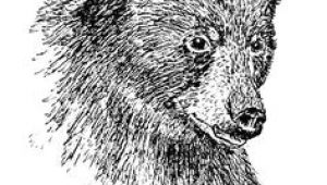 I M Drawing A Bear 50 Best Bear Sketches Images Animal Drawings Bear Sketch Bear Art