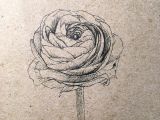 Ink Drawings Of Roses Ranunculus Ink Drawing by Alla Ilena A Kova Illustrations In 2019