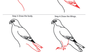 Instructions to Draw Animals How to Draw Falcon Google Search Easy Drawings Bird