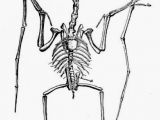 Invertebrate Animals Drawing Datei Pterodactylus Lydekker Jpg Wikipedia