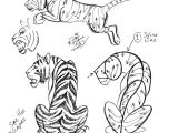 Invertebrate Animals Drawing Draw A Tiger 2 by Diana Huang In 2019 Drawings Animal