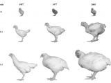 J Drawing Size Chickens are 4 Times Bigger today Than In 1950s Cbc News