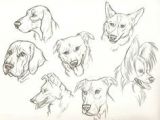 K9 Drawing 17 Best Dog Drawings Images Dog Drawings Pencil Drawings Animal