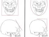 L Square Drawing This Drawing Shows the Differences Between A Male and Female Skull