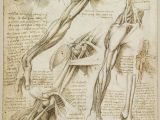 Leonardo Da Vinci Drawings Of Hands A Rare Glimpse Of Leonardo Da Vinci S Anatomical Drawings Art Da