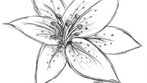 Line Drawing Lily Flowers Image Result for Sketch Lily Flower Craft Watercolor Techniques