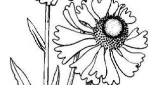 Line Drawing Of Daisy Flower 18721 Best Line Drawings Images In 2019 Coloring Pages Big Eyes