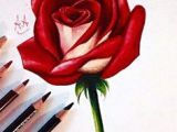 Make Drawing Rose Flowers 25 Beautiful Rose Drawings and Paintings for Your Inspiration