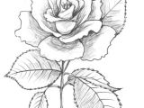 Make Drawing Rose Flowers are You Looking for A Tutorial On How to Draw A Rose Look No