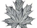 Maple Leaf Easy Drawing Die 8 Besten Bilder Von Kanada Tattoo Kanada Tattoo