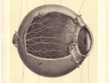 Medical Drawing Of An Eye Old Medical Illustration Pen Paper Medical Illustration