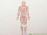 Muscular System Drawing Easy 3 Easy Ways to Learn Anatomy for Drawing Wikihow