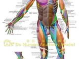 Muscular System Drawing Easy Human Anatomical Chart Muscular System Anatomy Ecorche Wall