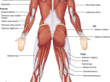Muscular System Drawing Easy Human Anatomy and Physiology Pearson Etext 2 0 Muscle