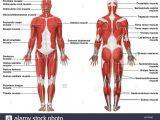 Muscular System Drawing Easy Muscular System Drawing at Getdrawings Com Free for