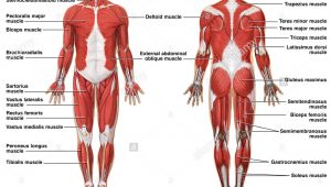Muscular System Drawing Easy Muscular System Drawing at Getdrawings Com Free for