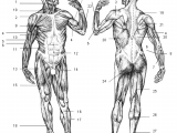 Muscular System Drawing Easy Sport Studies Fundamental Terminology In English