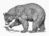 P Drawing Photo American Black Bear Clipart Animal Line Art Drawing Instant Download