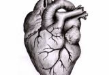 Pen Drawing Of A Heart Anatomically Correct Human Heart by Niku Arbabi Embroidery